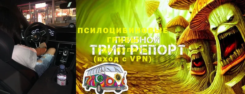 Псилоцибиновые грибы MAGIC MUSHROOMS  Кумертау 